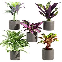 Collection plant vol 459  - Calathea - leaf - pot - indoor - 3dsmax - cinema 4d
