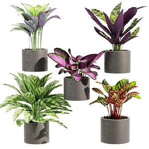 Collection plant vol 459 - Calathea - leaf - pot - indoor - 3dsmax - cinema 4d