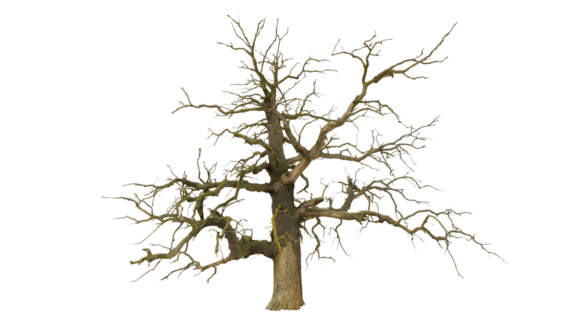 600-year-old dead oak - ENT 09 model https://p.turbosquid.com/ts-thumb/QO/Bsdtvf/4f/2/jpg/1736683967/1920x1080/fit_q87/4a4903f90f9fbfa4df227ef8f50e90afd810cef3/2.jpg