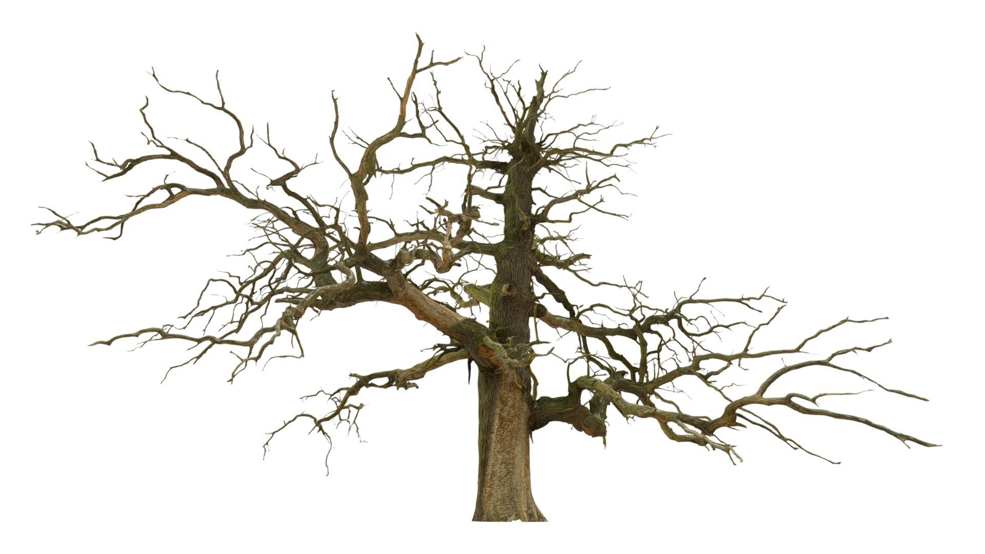 600-year-old dead oak - ENT 09 model https://p.turbosquid.com/ts-thumb/QO/Bsdtvf/AU/1/jpg/1736683966/1920x1080/fit_q87/ce12adfa09712e8ae849f89b62e4ced26af15902/1.jpg