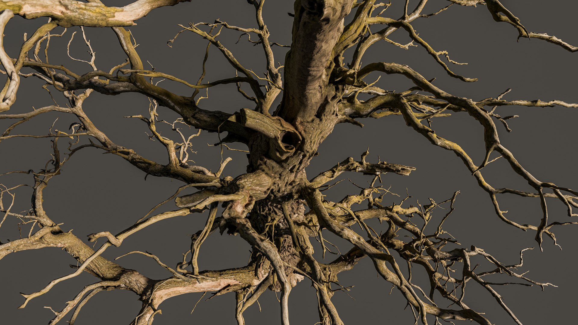 600-year-old dead oak - ENT 09 model https://p.turbosquid.com/ts-thumb/QO/Bsdtvf/Mi/untitled16/jpg/1736683972/1920x1080/fit_q87/235009152318041a6fa6e21f5243f0c045865a33/untitled16.jpg