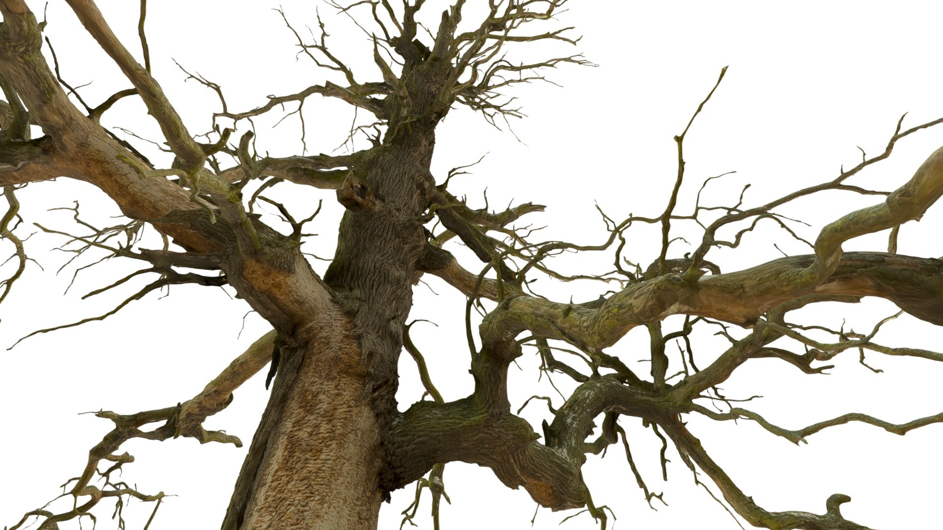 600-year-old dead oak - ENT 09 model https://p.turbosquid.com/ts-thumb/QO/Bsdtvf/sk/3/jpg/1736683968/1920x1080/fit_q87/1cb68854b9ccb6312f471aecaefae4af62ecfb79/3.jpg