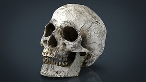 Skull and Jaw