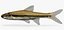 opsopoeodus emiliae pugnose minnow 3d model