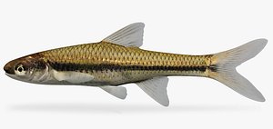 Opsopoeodus emiliae Pugnose Minnow