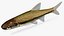 opsopoeodus emiliae pugnose minnow 3d model