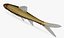 opsopoeodus emiliae pugnose minnow 3d model