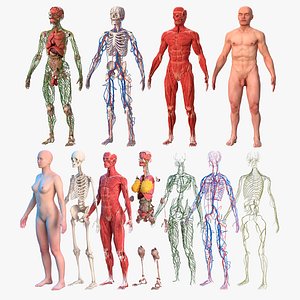 Male and Female Body Anatomy Collection 2 3D model