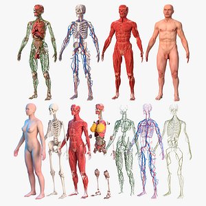 Male and Female Body Anatomy Collection 2