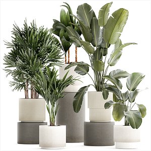 Small plants in white pots Strelitzia Calathea lutea palm 1437 model