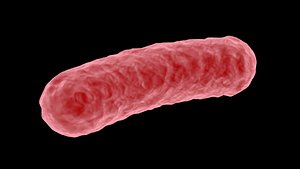 bacteria coronavirus model