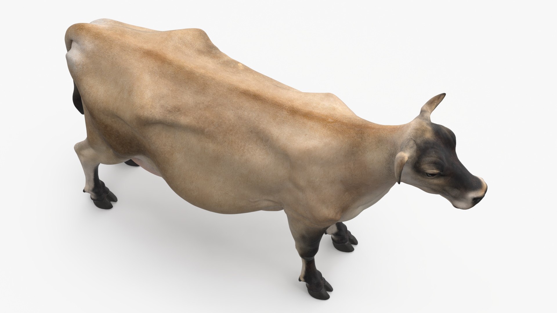 Jersey Dairy Cow 3D https://p.turbosquid.com/ts-thumb/QO/hSxlM2/1C/jersey_dairy_cow_011/jpg/1731730562/1920x1080/fit_q87/297e425aaf3c7f0d05e6981cfdf3accecf665db6/jersey_dairy_cow_011.jpg