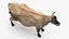 Jersey Dairy Cow