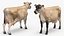 Jersey Dairy Cow