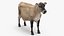 Jersey Dairy Cow