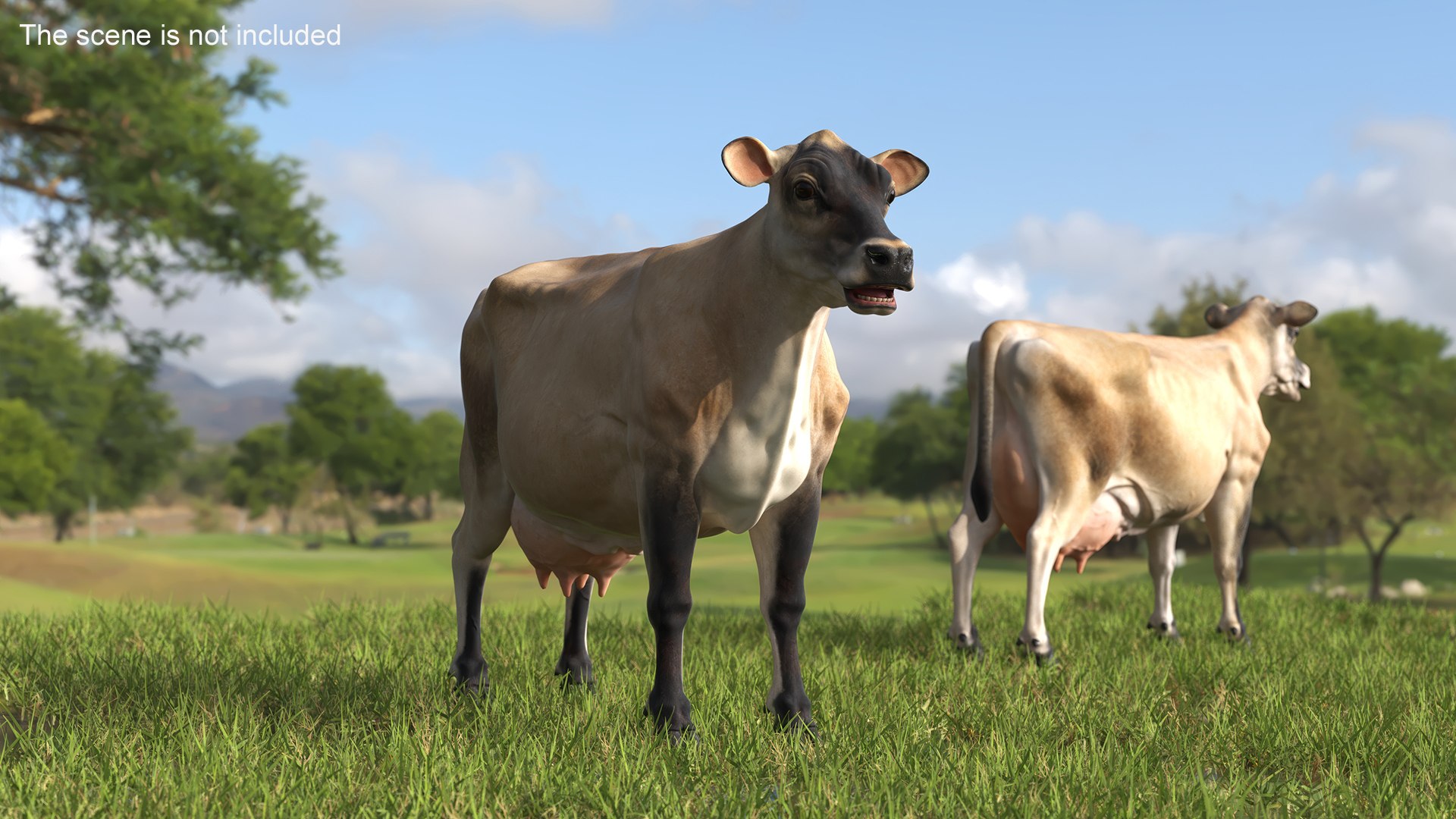 Jersey Dairy Cow 3D https://p.turbosquid.com/ts-thumb/QO/hSxlM2/BJ/jersey_dairy_cow_005/jpg/1731730531/1920x1080/fit_q87/e3afaf9bd4b40c15d92ec77056c14ea90953fc6e/jersey_dairy_cow_005.jpg