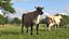 Jersey Dairy Cow