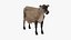 Jersey Dairy Cow