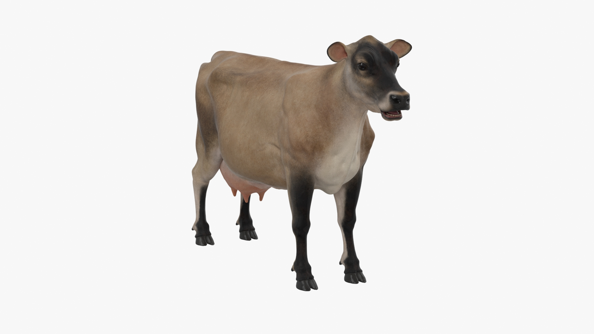 Jersey Dairy Cow 3D https://p.turbosquid.com/ts-thumb/QO/hSxlM2/Bb/jersey_dairy_cow_360/jpg/1731730220/1920x1080/turn_fit_q99/494758f28176d00ede8c2f46a59c620beea19b81/jersey_dairy_cow_360-1.jpg