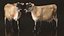 Jersey Dairy Cow