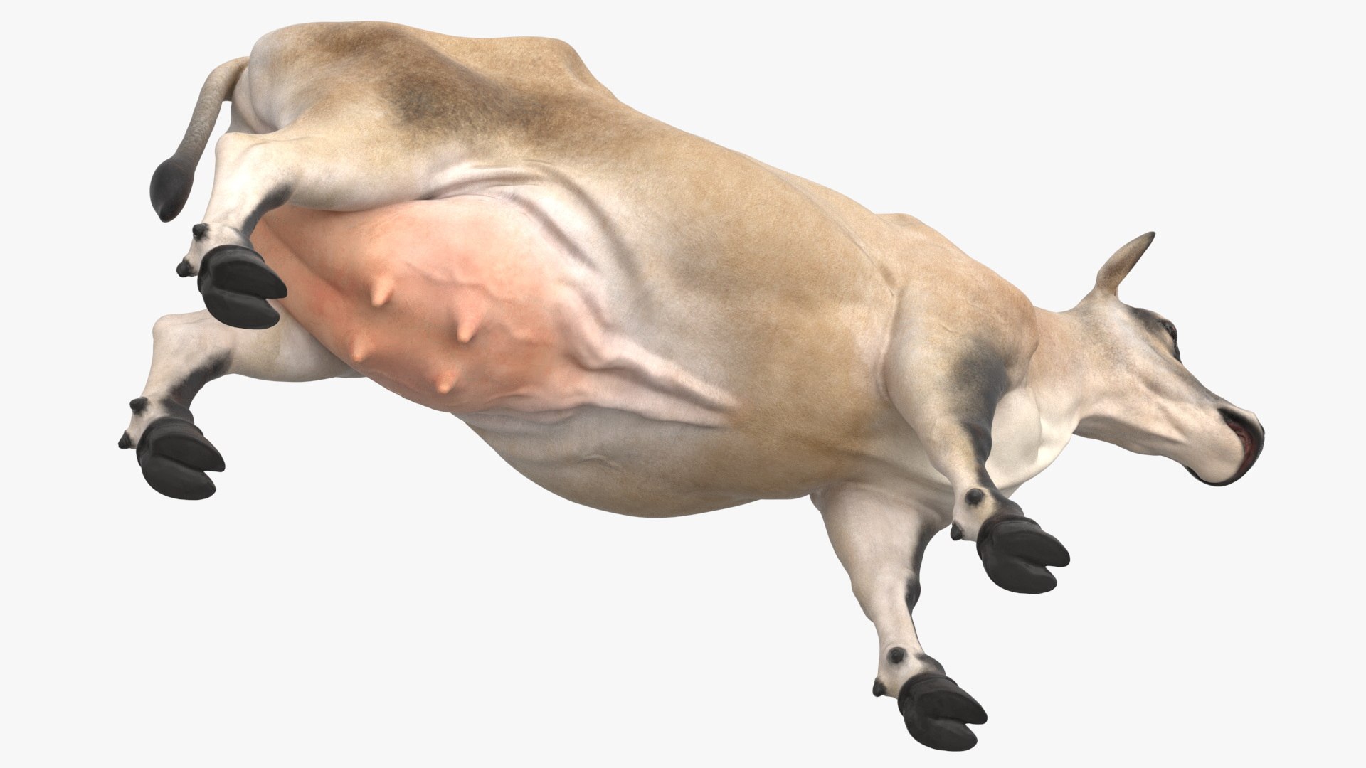 Jersey Dairy Cow 3D https://p.turbosquid.com/ts-thumb/QO/hSxlM2/G6/jersey_dairy_cow_012/jpg/1731730569/1920x1080/fit_q87/7bc8c3d14df47179b2ab79ae2c625b82e52ff64e/jersey_dairy_cow_012.jpg