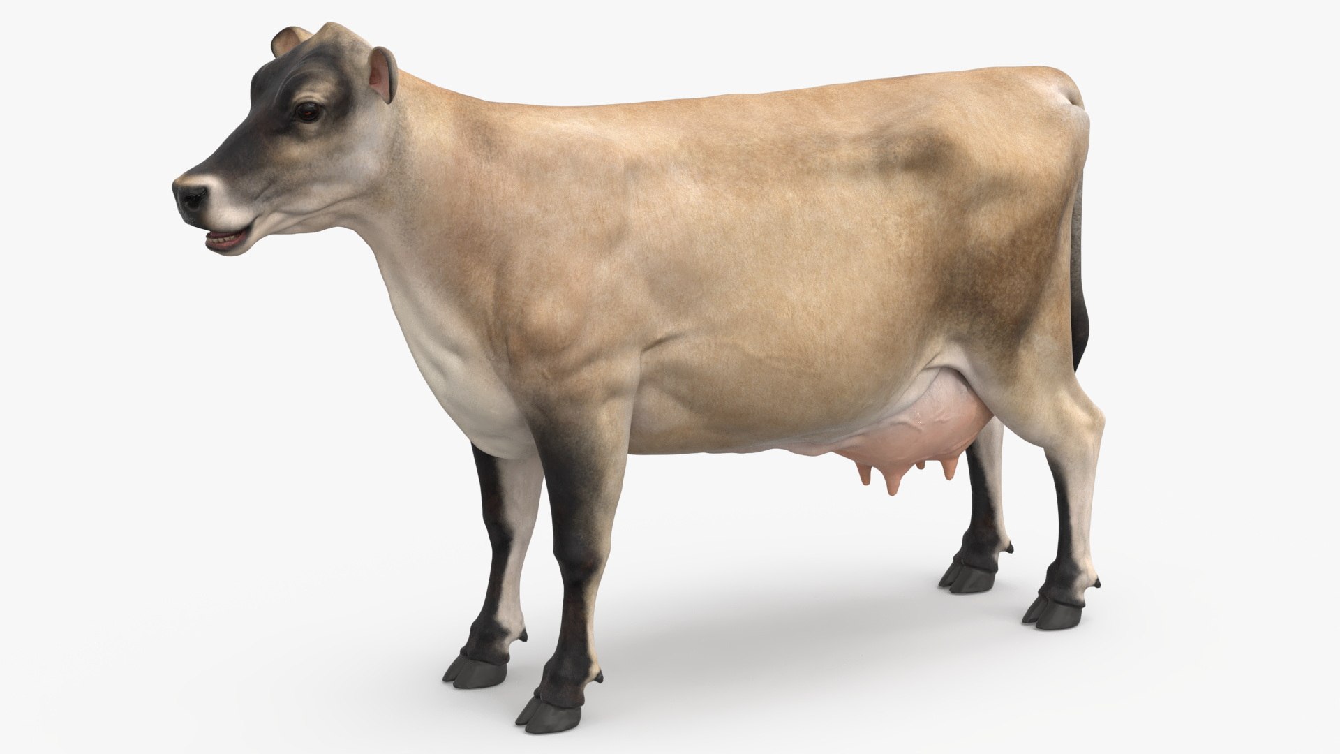 Jersey Dairy Cow 3D https://p.turbosquid.com/ts-thumb/QO/hSxlM2/QE/jersey_dairy_cow_009/jpg/1731730552/1920x1080/fit_q87/b6b64ba31b8ec16fedd64791986e09f5d9a6b84a/jersey_dairy_cow_009.jpg
