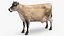 Jersey Dairy Cow