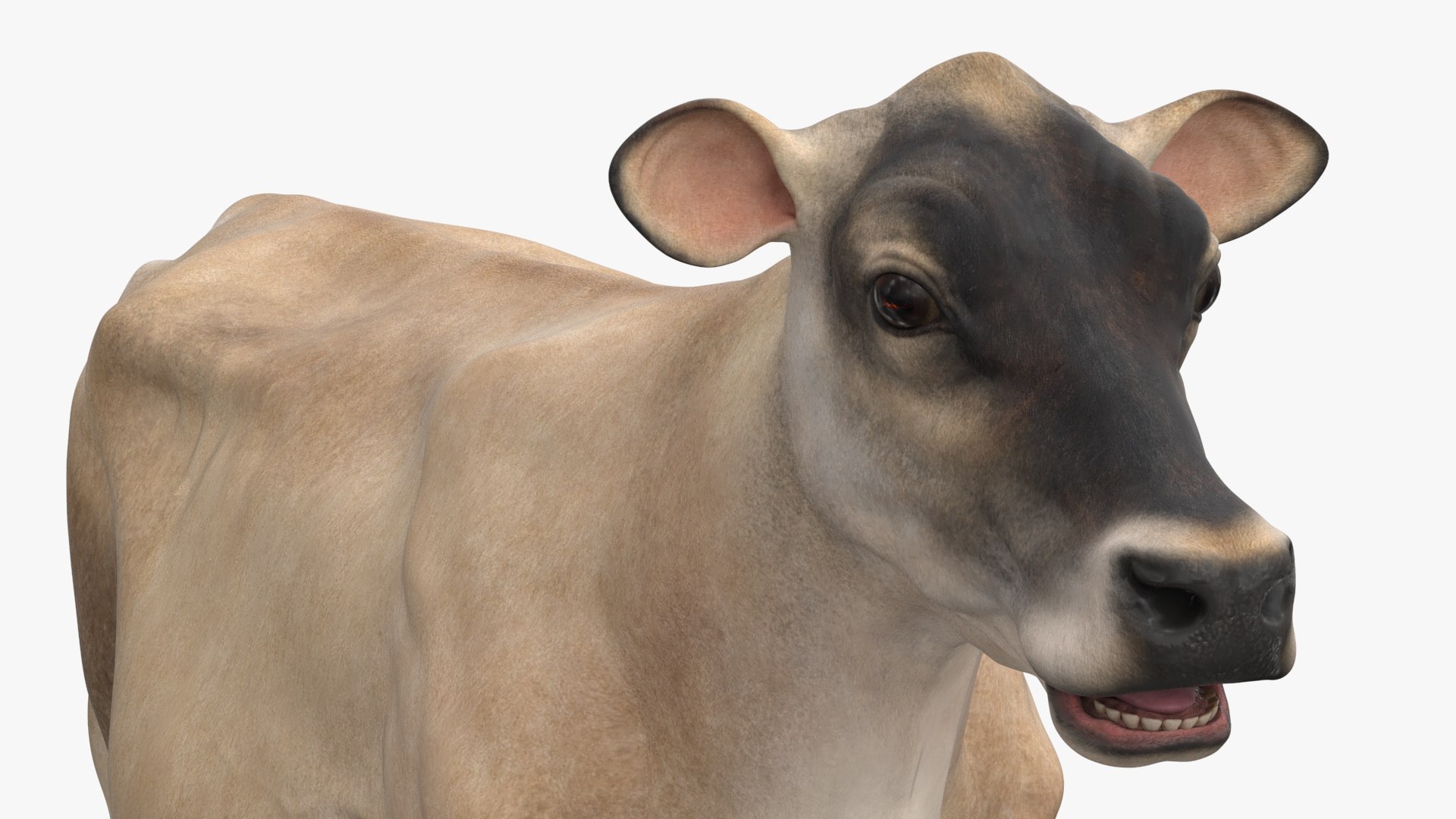 Jersey Dairy Cow 3D https://p.turbosquid.com/ts-thumb/QO/hSxlM2/Y4/jersey_dairy_cow_013/jpg/1731730574/1920x1080/fit_q87/c2ac369ea75d588cc8748150a30e62783f66431f/jersey_dairy_cow_013.jpg