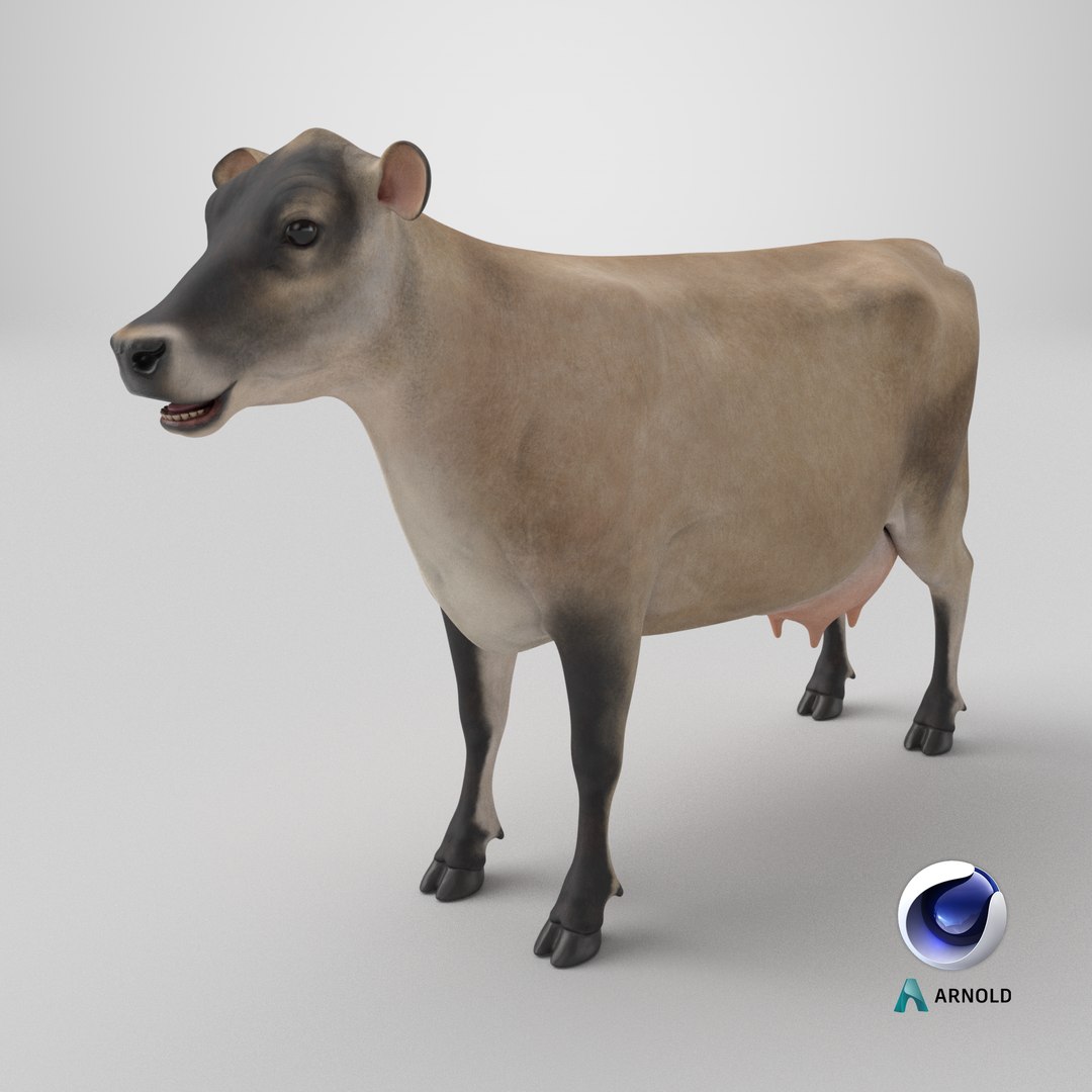 Jersey Dairy Cow 3D https://p.turbosquid.com/ts-thumb/QO/hSxlM2/ZN/stemcell_cinema_4d_arnold_render/png/1734169281/1920x1080/fit_q87/7456f0eb05d4266e36e62413fedd9b813c6ef0c3/stemcell_cinema_4d_arnold_render.jpg