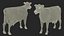 Jersey Dairy Cow