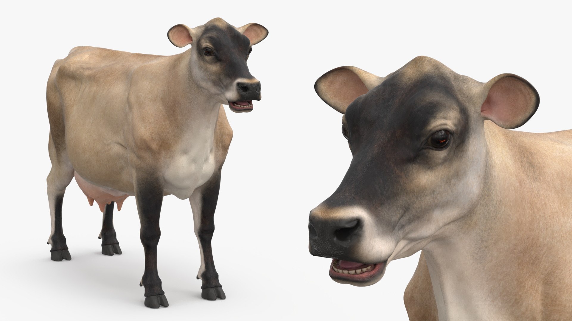 Jersey Dairy Cow 3D https://p.turbosquid.com/ts-thumb/QO/hSxlM2/bM/jersey_dairy_cow_010/jpg/1731730557/1920x1080/fit_q87/559f4b81252d85e181b7336b1ee0fa4d25f2db0b/jersey_dairy_cow_010.jpg