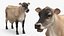 Jersey Dairy Cow