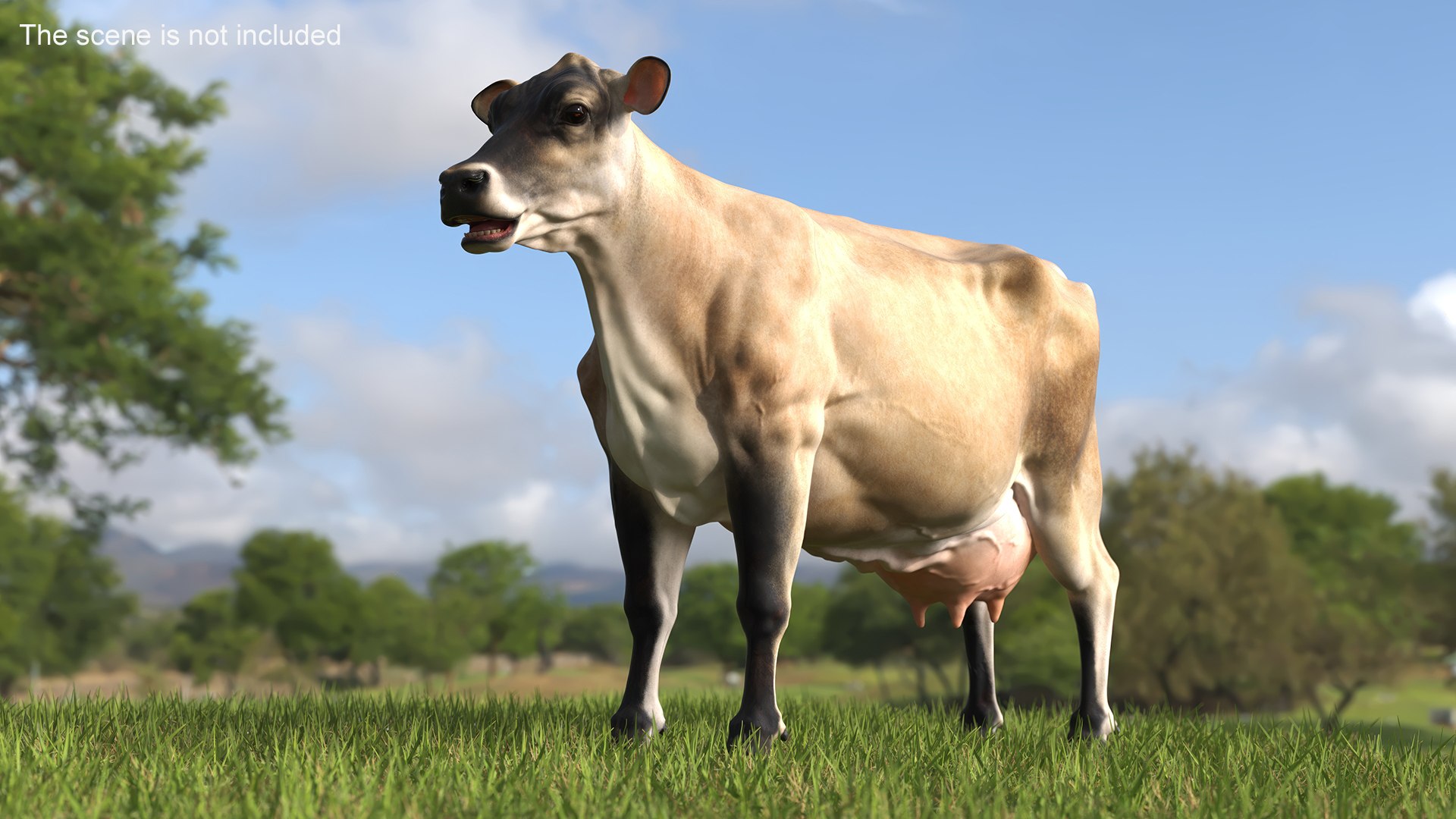 Jersey Dairy Cow 3D https://p.turbosquid.com/ts-thumb/QO/hSxlM2/fU/jersey_dairy_cow_004/jpg/1731730526/1920x1080/fit_q87/f6da1601431828c4e662c9ca093d9772d1db98f8/jersey_dairy_cow_004.jpg