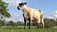 Jersey Dairy Cow