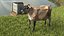 Jersey Dairy Cow