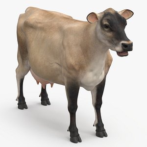 Jersey Dairy Cow