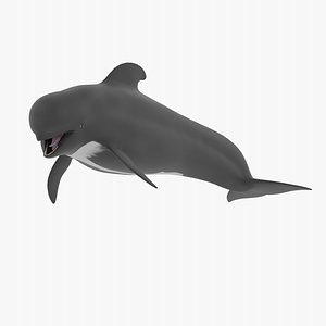 Pilot Whale 3D model
