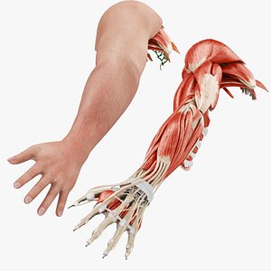 Complete Human arm anatomy 3D model
