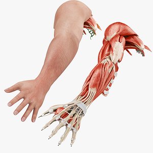 Complete Human Arm Anatomy