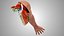 Anatomie complète du bras humain