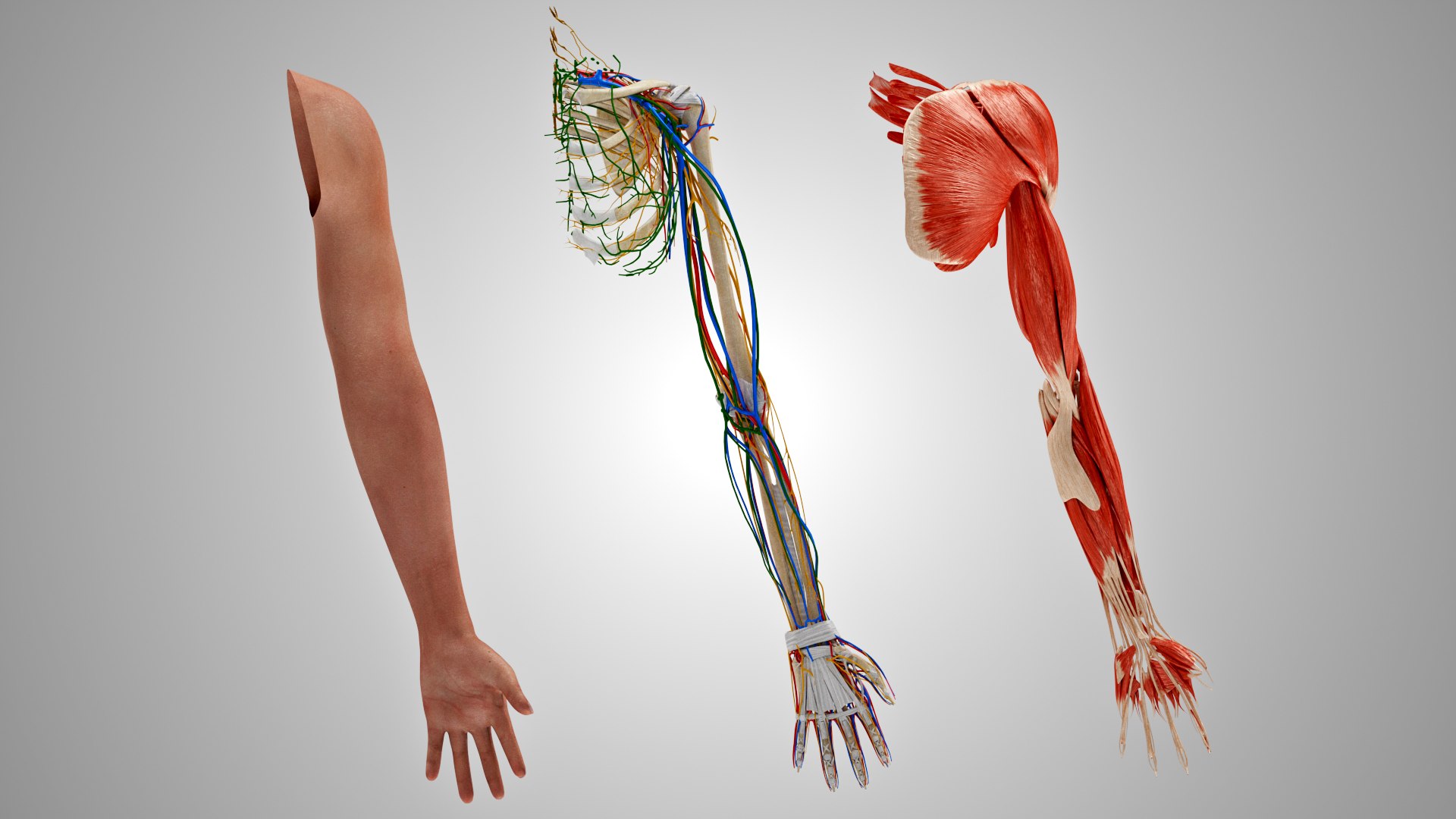 Complete Human arm anatomy 3D model TurboSquid 1925121