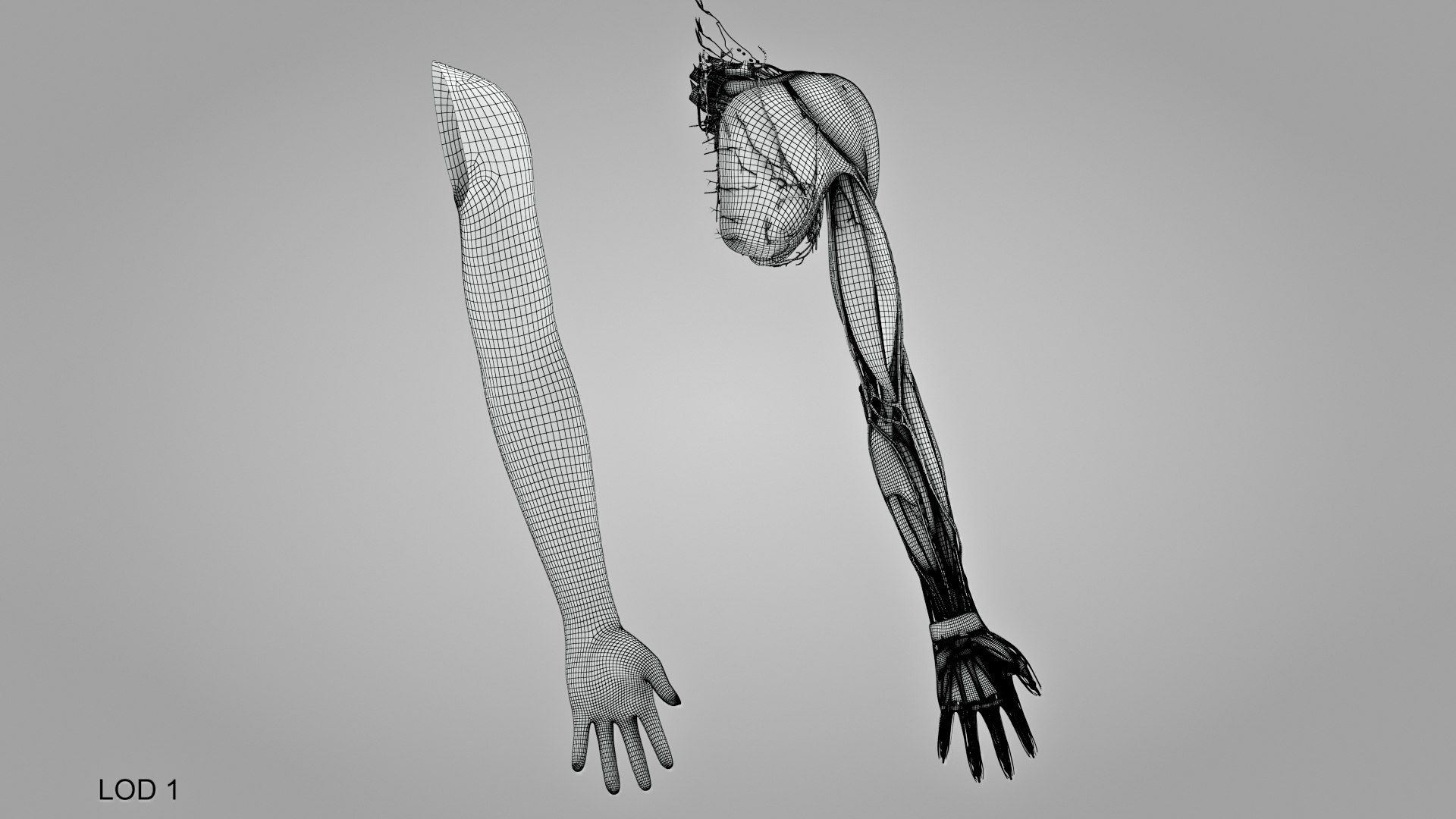 Complete Human arm anatomy 3D model https://p.turbosquid.com/ts-thumb/QP/4tgXIY/TJ/humanarmanatomy_00024/jpg/1657482156/1920x1080/fit_q87/f04be453670d544b7564098da897d8151132cc4e/humanarmanatomy_00024.jpg