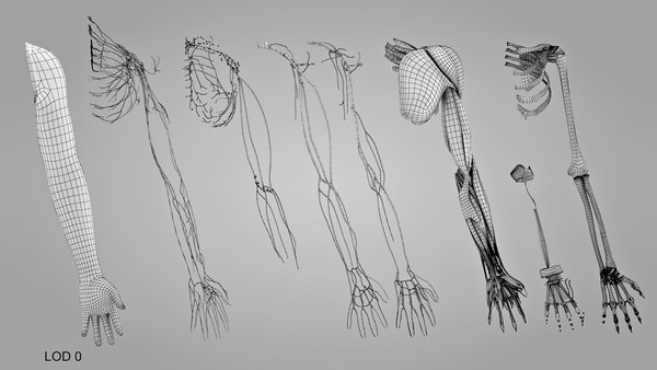 Complete Human arm anatomy 3D model - TurboSquid 1925121