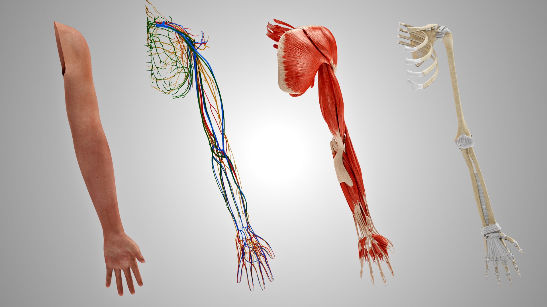 Complete Human arm anatomy 3D model - TurboSquid 1925121