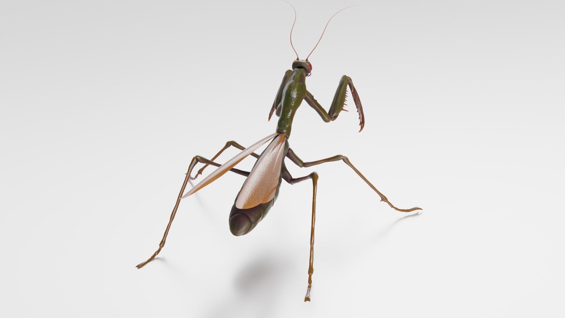 Praying Mantis High Quality Low Poly 3D Model 3D Model - TurboSquid 2264511