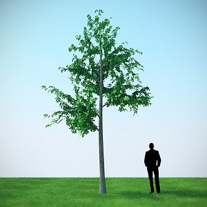mountain maple - 640cm model