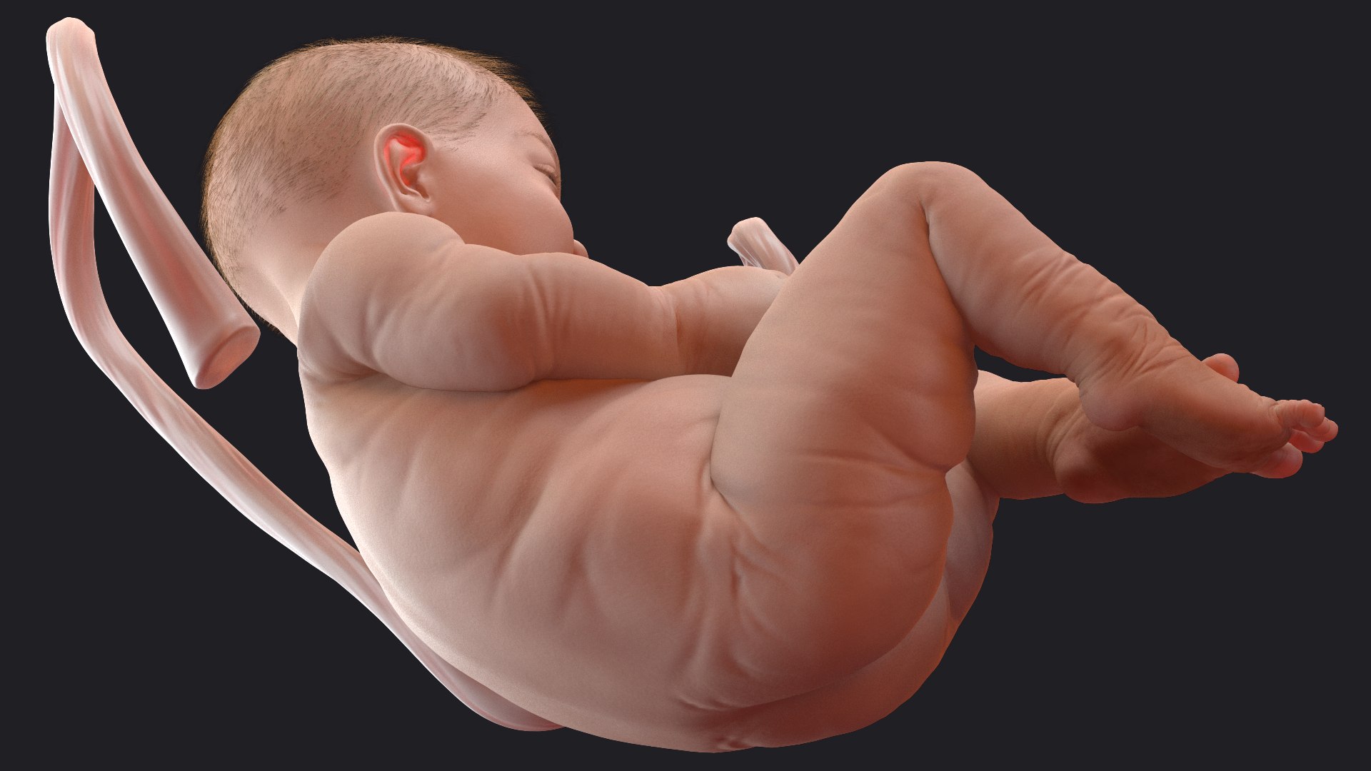 baby boy 38 weeks 3D model https://p.turbosquid.com/ts-thumb/QP/BC7Zhr/HXmgIRQM/babyboyat38weeksfurmb3dmodel006/jpg/1606790609/1920x1080/fit_q87/9eb9b3cb122fc485a4ae9a4fc75b0d088e46ea6c/babyboyat38weeksfurmb3dmodel006.jpg