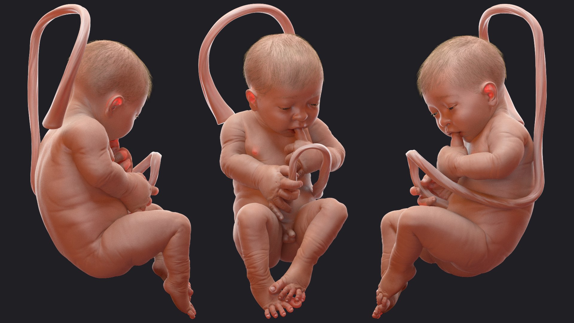 baby boy 38 weeks 3D model https://p.turbosquid.com/ts-thumb/QP/BC7Zhr/P8ms4EQi/babyboyat38weeksfurmb3dmodel008/jpg/1606790633/1920x1080/fit_q87/daa66970b3102cdd87640f2af29279cac1b1c614/babyboyat38weeksfurmb3dmodel008.jpg