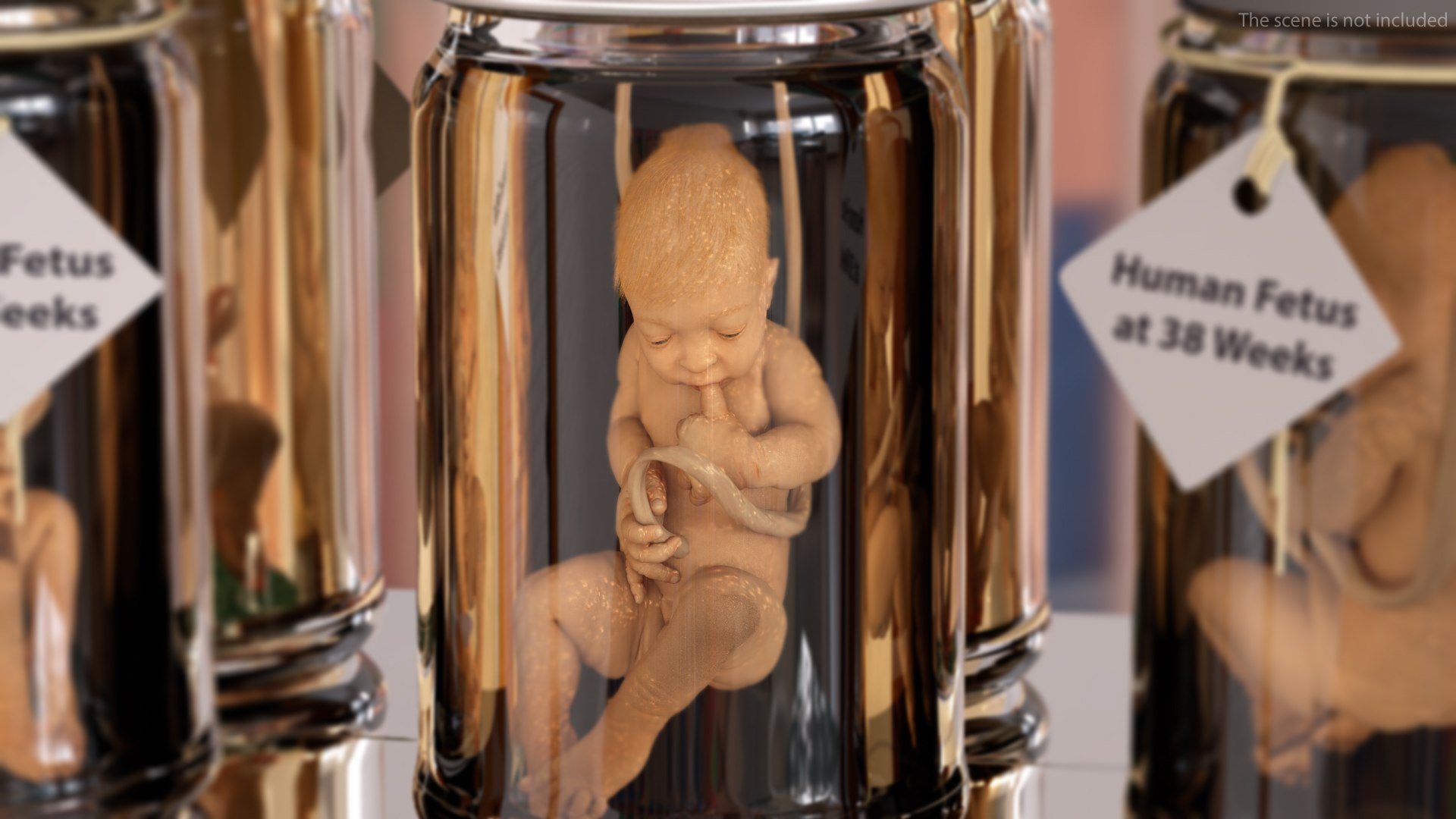 baby boy 38 weeks 3D model https://p.turbosquid.com/ts-thumb/QP/BC7Zhr/XfJjlWMP/babyboyat38weeksfurmb3dmodel004/jpg/1606790587/1920x1080/fit_q87/4f076a944d8413f8f6c2b6a3bdb4e7559f88f5d3/babyboyat38weeksfurmb3dmodel004.jpg