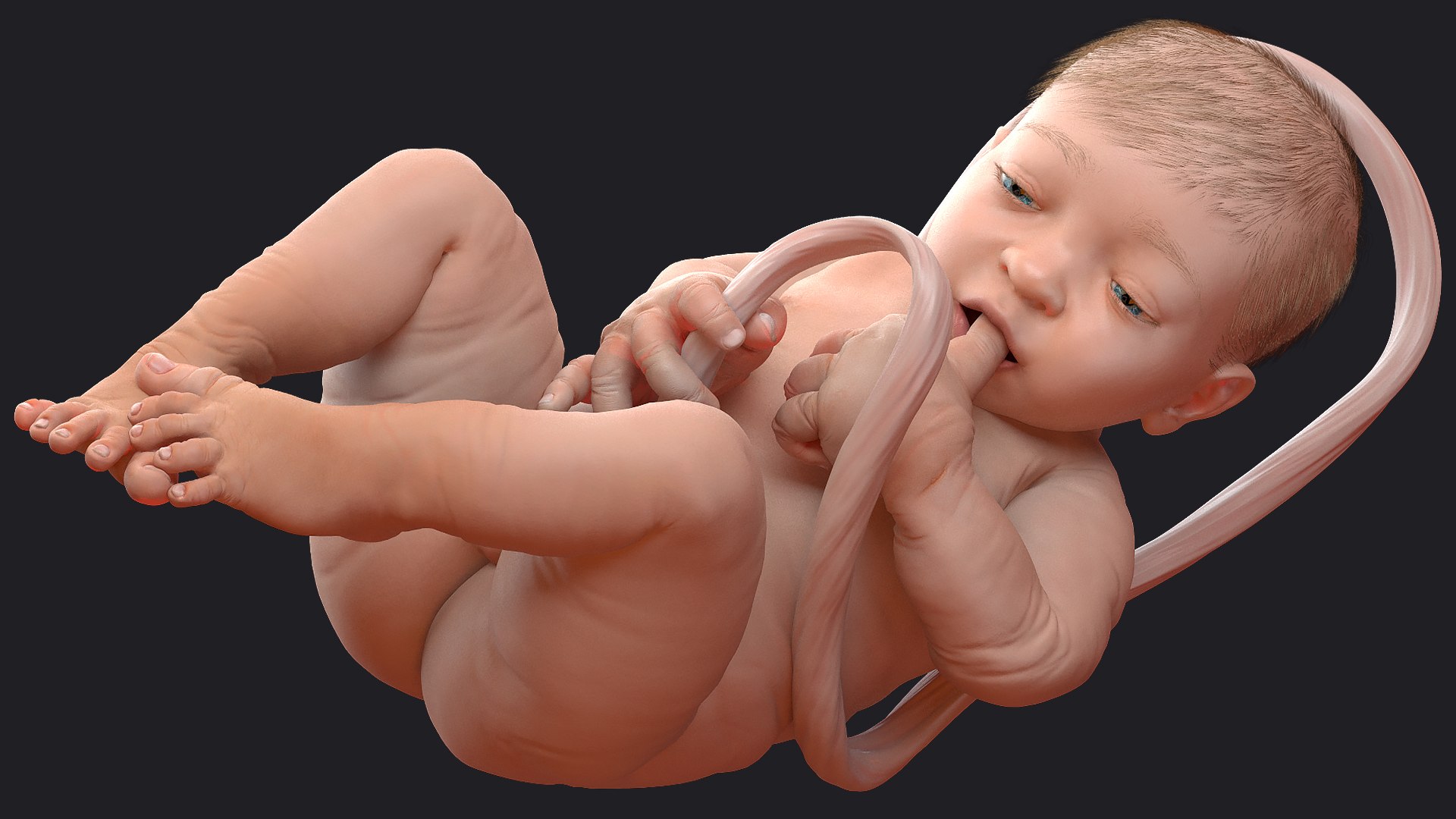 baby boy 38 weeks 3D model https://p.turbosquid.com/ts-thumb/QP/BC7Zhr/mpyWHOVt/babyboyat38weeksfurmb3dmodel005/jpg/1606790598/1920x1080/fit_q87/851f4cb9e12e9c5250eb8390c0bbf4dc69963d6f/babyboyat38weeksfurmb3dmodel005.jpg